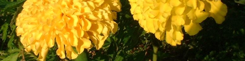Anklicken um das ganze Bild zu sehen  Studentenblumen Blüte gelb Tagetes