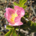 Zurück zum kompletten Bilderset Südliche Weinrose Blüte pink Rosa pulverulenta