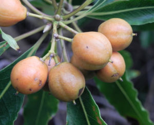 Suesser Pittosporum Frucht braun gelblich Pittosporum undulatum 06