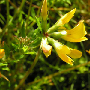 Suessholz Tragant Bluete gelb Astragalus glycyphyllos 01