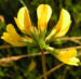 Zurück zum kompletten Bilderset Süssholz Tragant Blüte gelb - Astragalus glycyphyllos