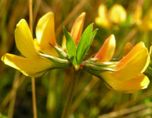 Suessholz Tragant Bluete gelb Astragalus glycyphyllos 03