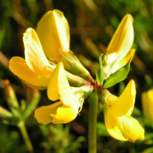 Suessholz Tragant Bluete gelb Astragalus glycyphyllos 04