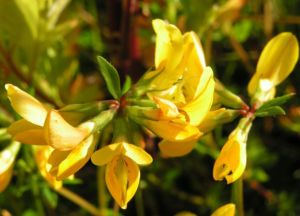 Suessholz Tragant Bluete gelb Astragalus glycyphyllos 05