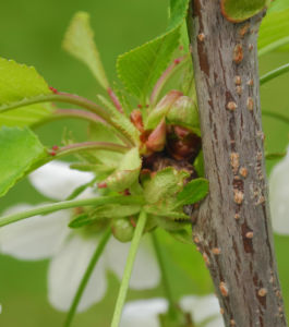 Suesskirsche selbstfruchtend Blatt gruen Prunus Lapins 20