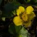 Zurück zum kompletten Bilderset Sumpfdotterblume gelbe Blüte Caltha palustris