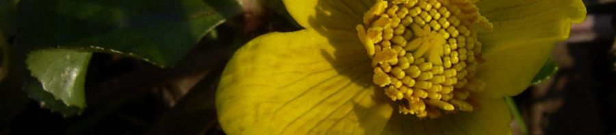 Anklicken um das ganze Bild zu sehen  Sumpfdotterblume gelbe Blüte Caltha palustris