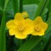 Zurück zum kompletten Bilderset Sumpfdotterblume Blüte gelb Caltha palustris