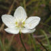 Zurück zum kompletten Bilderset Sumpf Herzblatt Blüte weiß - Parnassia palustris