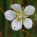 Zurück zum kompletten Bilderset Sumpf-Herzblatt Kraut Blüte weiß Parnassia palustris
