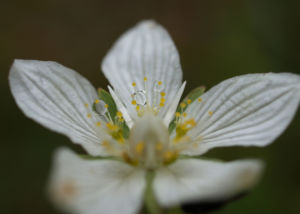 Sumpf Herzblatt Kraut Bluete weiss Parnassia palustris 04