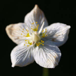 Sumpf Herzblatt Kraut Bluete weiss Parnassia palustris 06