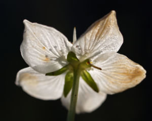 Sumpf Herzblatt Kraut Bluete weiss Parnassia palustris 09