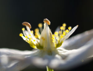 Sumpf Herzblatt Kraut Bluete weiss Parnassia palustris 10