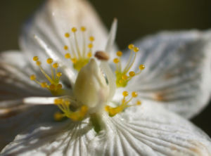 Sumpf Herzblatt Kraut Bluete weiss Parnassia palustris 14
