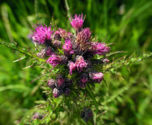 Sumpf Kratzdistel Bluete lila Cirsium palustre 01