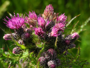 Sumpf Kratzdistel Bluete lila Cirsium palustre 02