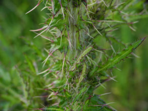 Sumpf Kratzdistel Staengel Stachel gruen Cirsium palustre 01