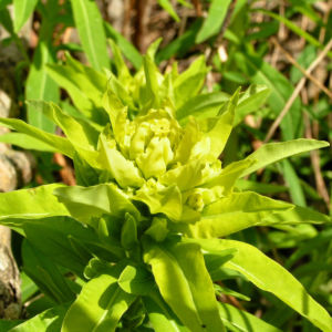 Sumpf Wolfsmilch gelb gruen Euphorbia palustris 01