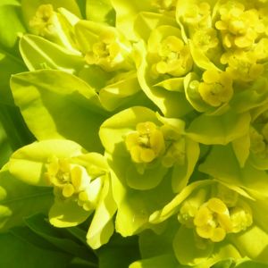Sumpf Wolfsmilch gelb gruen Euphorbia palustris 02