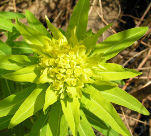 Sumpf Wolfsmilch gelb gruen Euphorbia palustris 03