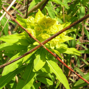 Sumpf Wolfsmilch gelb gruen Euphorbia palustris 05
