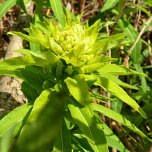 Sumpf Wolfsmilch gelb gruen Euphorbia palustris 06