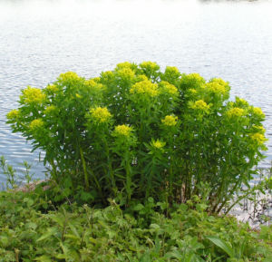 Sumpf Wolfsmilch gelb gruen Euphorbia palustris 07