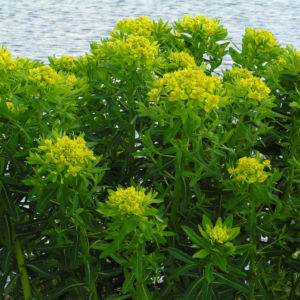 Sumpf Wolfsmilch gelb gruen Euphorbia palustris 08