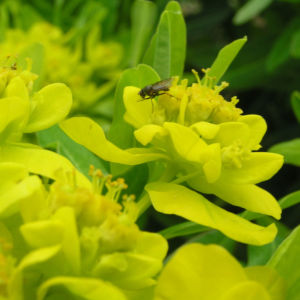 Sumpf Wolfsmilch gelb gruen Euphorbia palustris 10