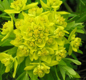 Sumpf Wolfsmilch gelb gruen Euphorbia palustris 12