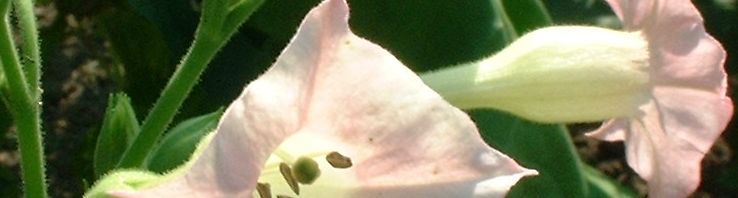 Anklicken um das ganze Bild zu sehen  Virginischer Tabak Blüte hell pink Nicotiana tabacum