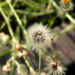 Zurück zum kompletten Bilderset Täuschendes Habichtskraut Blüte gelb Hieracium fallax