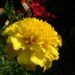 Zurück zum kompletten Bilderset Tagetes Blüte gelb Tagetes