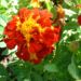 Zurück zum kompletten Bilderset Tagetes Blüte orangerot Tagetes