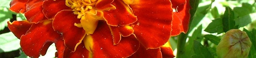 Anklicken um das ganze Bild zu sehen  Tagetes Blüte orangerot Tagetes