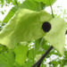 Zurück zum kompletten Bilderset Taschentuchbaum Blüte grünlich Davidia involucrata