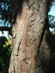 Bild:  Taschentuchbaum Blatt grün Davidia involucrata