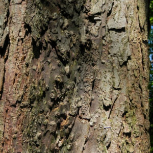 Taubenbaum Bluete weiss Davidia involucrata 01