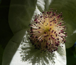 Taubenbaum Bluete weiss Davidia involucrata 09