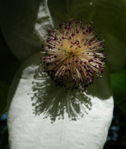 Taubenbaum Bluete weiss Davidia involucrata 11