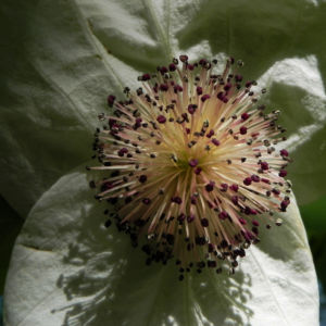 Taubenbaum Bluete weiss Davidia involucrata 13