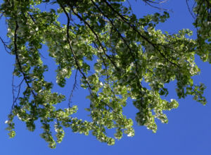 Taubenbaum Bluete weiss Davidia involucrata 14