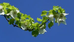 Taubenbaum Bluete weiss Davidia involucrata 15
