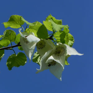 Taubenbaum Bluete weiss Davidia involucrata 16