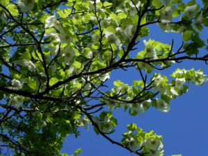 Taubenbaum Bluete weiss Davidia involucrata 17