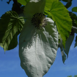 Taubenbaum Bluete weiss Davidia involucrata 19