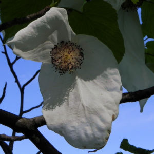Taubenbaum Bluete weiss Davidia involucrata 20