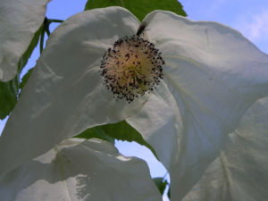 Taubenbaum Bluete weiss Davidia involucrata 21