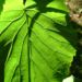 Zurück zum kompletten Bilderset Taubenbaum Frucht Davidia involucrata